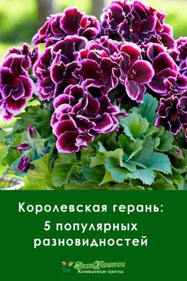 Пеларгония Грандифлора / Герань крупноцветковая, королевская в Москве по  доступным ценам. Заказать.