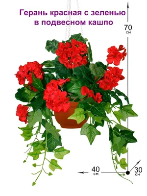 Герань Стела красная - купить в Москве | Интернет-магазин искусственных  растений Zeltta