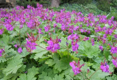 Купить Герань крупнокорневищная (Geranium macrorrhizum) от 499 руб. в  интернет-магазине Архиленд с доставкой почтой по Москве и в регионы