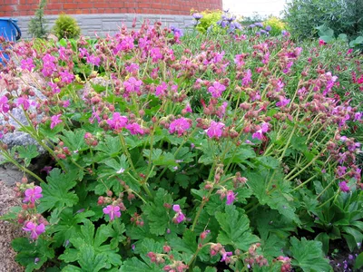 Герань крупнокорневищная 'Czakor' (Geranium macrorrhizum 'Czakor') -  Северная Флора