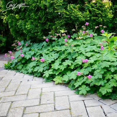 Герань крупнокорневищная Album - Герань - GardenPlants