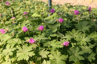 Герань крупнокорневищная (видовая) (Geranium macrorrhizum) - Северная Флора