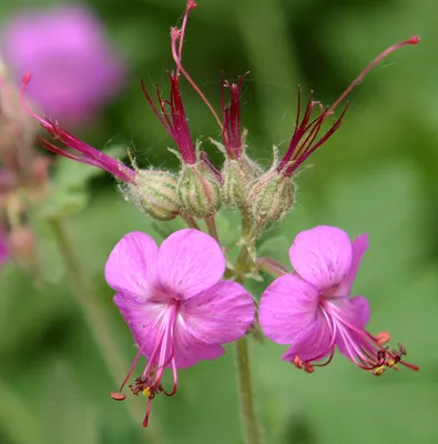 Герань крупнокорневищная (Geranium macrorrhizum) - Питомник и Садовый центр  Русские Деревья