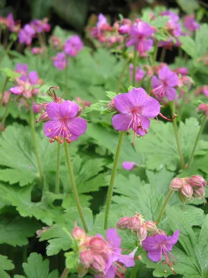 Герань крупнокорневищная (Geranium macrorrhizum) - Питомник и Садовый центр  Русские Деревья