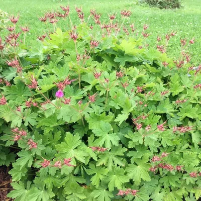 Купить Герань крупнокорневищная (Geranium macrorrhizum) от 499 руб. в  интернет-магазине Архиленд с доставкой почтой по Москве и в регионы