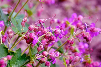 Герань крупнокорневищная (Geranium macrorrhizum) - Питомник и Садовый центр  Русские Деревья