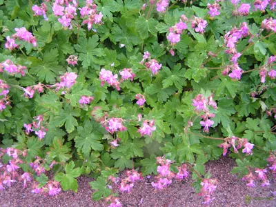 Герань крупнокорневищная купить в blumgarden.ru