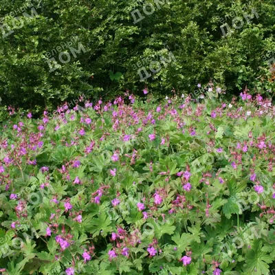 Герань крупнокорневищная (Geranium macrorrhizum `Spessart`)С2 купить,  отзывы, фото, доставка - Совместные покупки sp-vestniksadovoda