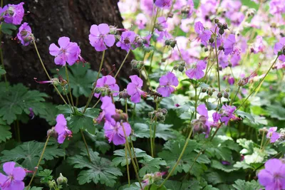 Geranium macrorrhizum / Герань крупнокорневищная, или балканская | Атлас  цветущих растений