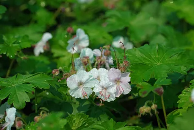Герань балканская или крупнокорневищная (Geranium macrorrhizum)