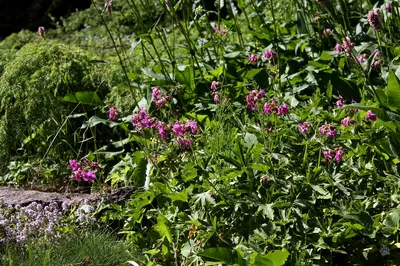 Герань крупнокорневищная (Geranium macrorrhizum `Bevan`s Variety`) - Герань  крупнокорневищная - Герань - Многолетники - Каталог - LESKOVO-PITOMNIK.ru