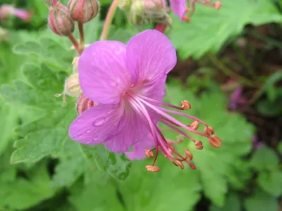 Герань: Герань крупнокорневищная | Geranium macrorrhizum | Питомник  \"Прохладный\", Екатеринбург