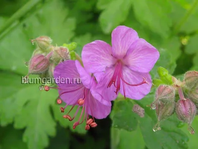 Герань крупнокорневищная 'Ingwersen's Var.' (Geranium macr. 'Ingwersen's  Var.')