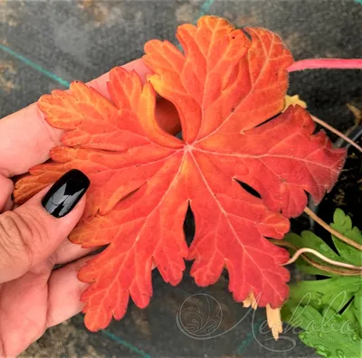 Герань крупнокорневищная — Geranium macrorrhizum | Михаил | Flickr