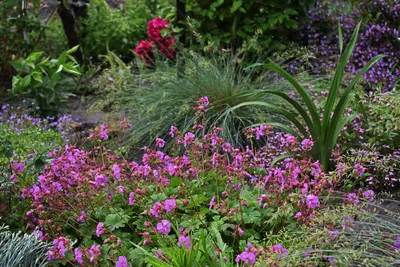Герань балканская или крупнокорневищная (Geranium macrorrhizum)