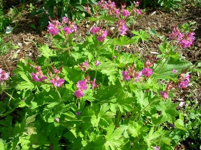 Герань крупнокореневищна (Geranium macrorrhizum)