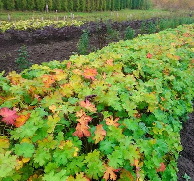 Герань крупнокорневищная купить в blumgarden.ru