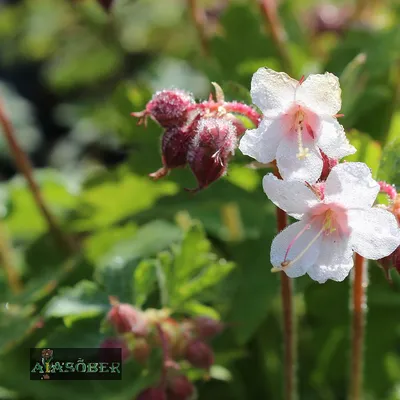 Герань крупнокорневищная (Geranium macrorrhizum `Bevan`s Variety`) - Герань  крупнокорневищная - Герань - Многолетники - Каталог - LESKOVO-PITOMNIK.ru