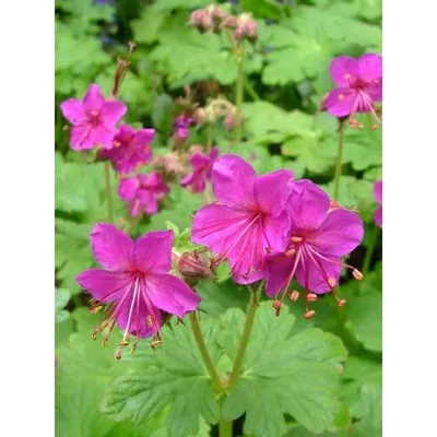 Герань луговая (Geranium pratense L.)