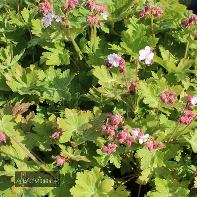 Герань садовая - применение в ландшафте | GreenMarket