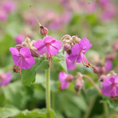 ᐅ Герань балканская, или крупнокорневищная (Geranium macrorrhizum) купить  по цене производителя ✓доставкой почтой в магазине ❀Пролисок❀ Украина -  Интернет-магазин «Пролисок» - садовые растения почтой