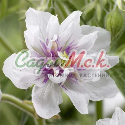 Герань луговая купить ⋆ Цветы для сада ⋆ blumgarden.ru