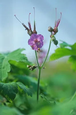 Герань крупнокорневищная (Geranium macrorrhizum) - Питомник и Садовый центр  Русские Деревья