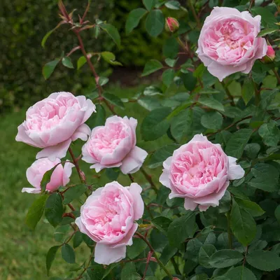 Роза английская 'Уисли 2008' - купить саженцы в Тюмени в садовом центре  \"Астра\" с доставкой по всей России
