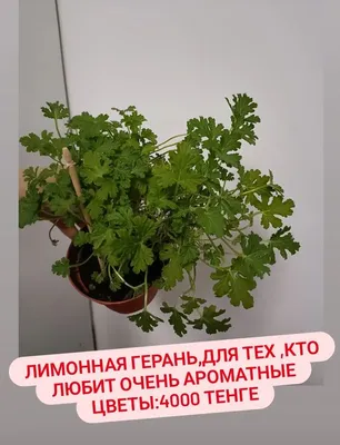 Герань душистая: лечебные свойства и противопоказания, уход в домашних  условиях, размножение, фото
