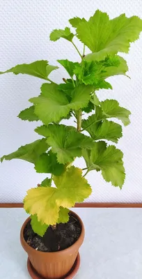 Geranium Soulful. PELARGONIA HOW TO REPRODUCE - YouTube