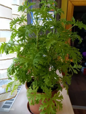 Герань лимонная pelargonium пеларгония, черенок - Tallinn - Сад и огород,  Растения купить и продать – okidoki