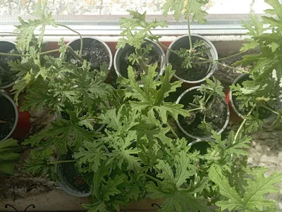 Герань крупнокорневищная Album - Герань - GardenPlants