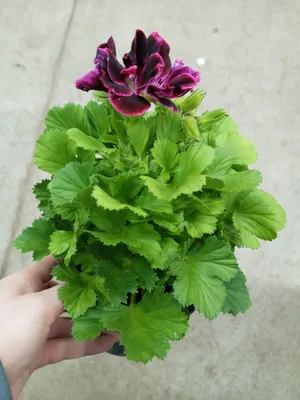 Пеларгония (герань, калачик) кустовая – Купить Пеларгония (герань, калачик)  кустовая в Киеве с доставкой