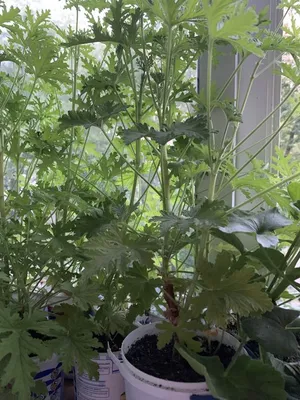 Герань кентабриджийская Biokovo - Герань - GardenPlants