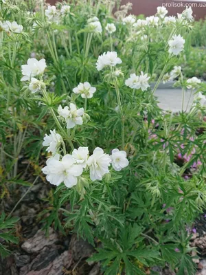 Герань луговая, журавельник луговой — Geranium pratense L. » Травы Сибири