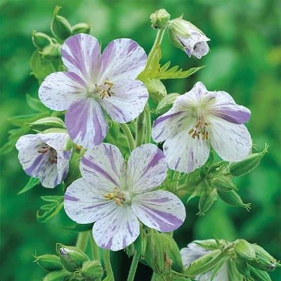 ᐅ Герань луговая \"Дабл Джэвел\" (Geranium pratense \"Double Jewel\") купить по  цене производителя ✓доставкой почтой в магазине ❀Пролисок❀ Украина -  Интернет-магазин «Пролисок» - садовые растения почтой