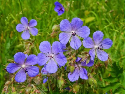 Geranium 'Summer Skies' - Герань 'Саммер Скайз' - Питомник растений Спб,  купить в питомнике, Времена года Лесколово