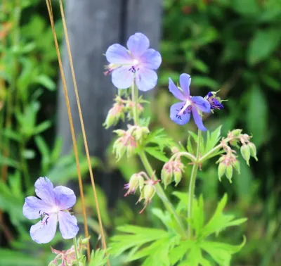Герань луговая (Geranium pratense) - Герань великолепная - Герань -  Многолетние цветы - Библиотека - LESKOVO-PITOMNIK.ru
