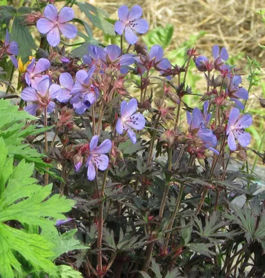 Герань полевая 'Splish Splash' (Geranium pratense 'Splish Splash') -  Северная Флора