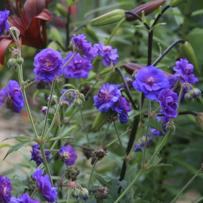 Герань луговая Midnight Reiter Geranium pretense - купить сорт в питомнике,  саженцы в Санкт-Петербурге