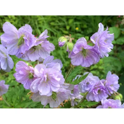 Герань луговая Plenum Violaceum (Geranium pratense Plenum Violaceum)