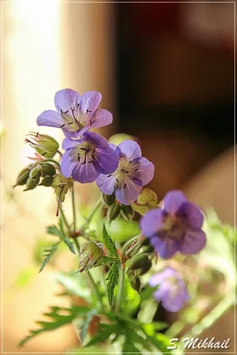 Герань луговая (Geranium pratense) — описание, выращивание, фото | на  LePlants.ru