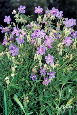 Герань луговая (Geranium pratense L.)