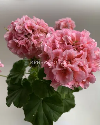 Герани (пеларгонии) розовая и красная махровые | Герань (Pelargonium)