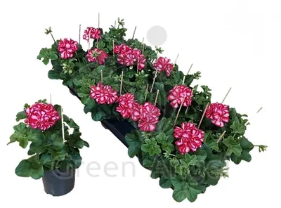 Пеларгония махровая \"Pelargonium\" купить по цене цена по запросу от  питомника саженцев и растений Центросад | Фото и консультация по уходу