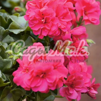 Пеларгония зональная розовая махровая (Pelargonium Zonale), молодое  растение (ID#1631860985), цена: 85 ₴, купить на Prom.ua