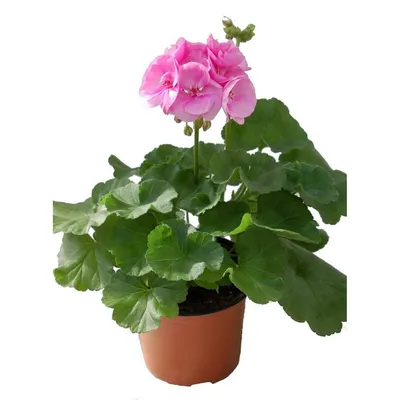 Герань (пеларгония) красная махровая | Герань (Pelargonium)