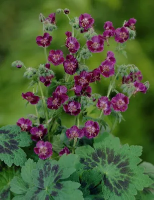 Школа Цветоводства - ГЕРАНЬ САДОВАЯ Садовые герани (Geranium) — поистине  великолепные растения. Многолетние и холодостойкие, почти не требующие  ухода после посадки, тенелюбивые и засухоустойчивые, садовые герани даже  размножаются самостоятельно ...