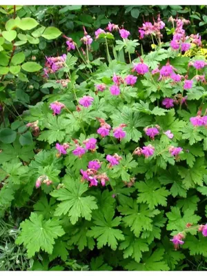 Герань \"Geranium Rozanne\" | LeafGarden