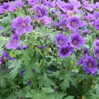 Герань гибридная (Geranium hybride) Brookside